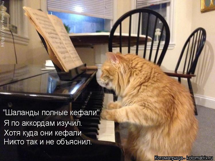 "Шаланды полные кефали" Я по аккордам изучил. Хотя куда они кефали Никто так и не объяснил.... Котоматрица: "Шаланды полные кефали" Я по аккордам изучил. Хотя куда они кефали Никто так и не объяснил.