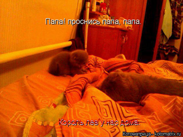 Котоматрица: Папа! проснись папа, папа. Папа! проснись папа, папа.        Король лев у нас дома. Король лев у нас дома.