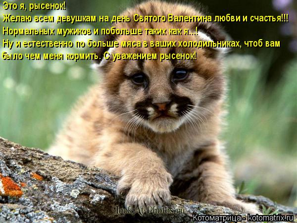 Котоматрица: Это я, рысенок! Желаю всем девушкам на день Святого Валентина любви и счастья!!! Нормальных мужиков и побольше таких как я...! Ну и естественно