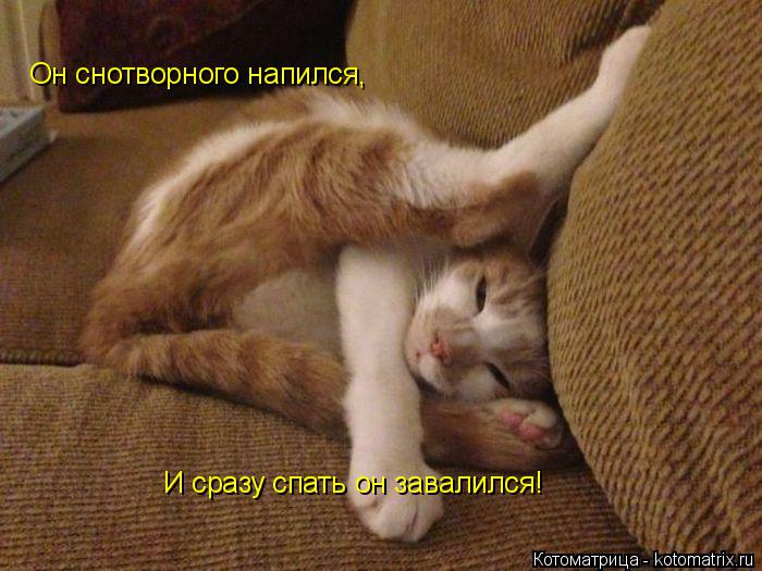 Котоматрица: Он снотворного напился, И сразу спать он завалился!