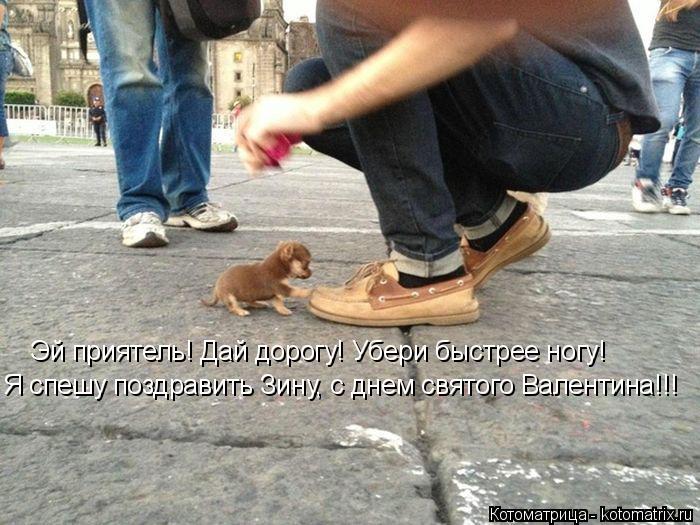 Котоматрица: Я спешу поздравить Зину, с днем святого Валентина!!! Эй приятель! Дай дорогу! Убери быстрее ногу!