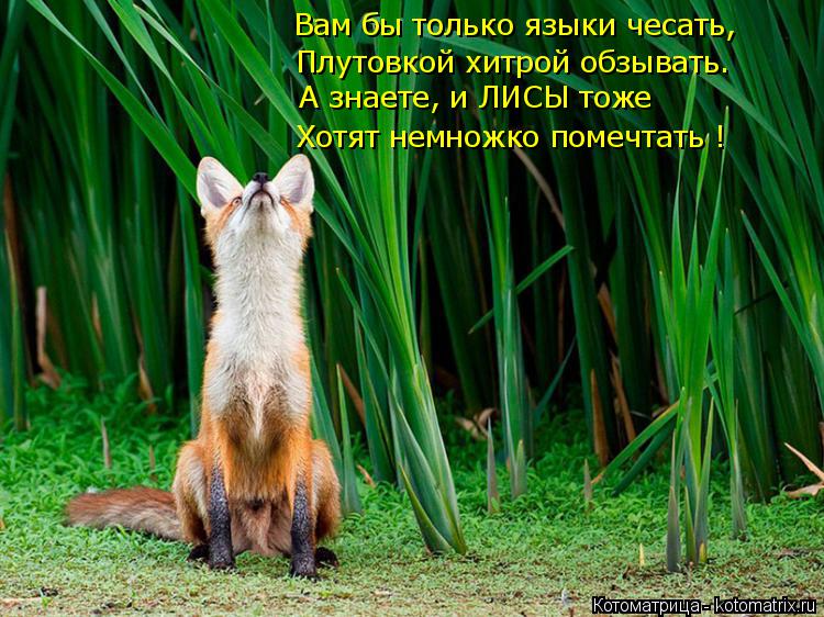 Котоматрица: Плутовкой хитрой обзывать. Хотят немножко помечтать ! Вам бы только языки чесать, А знаете, и ЛИСЫ тоже