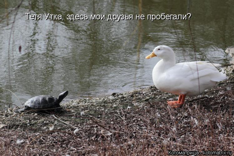 Котоматрица: Тетя Утка, здесь мои друзья не пробегали?