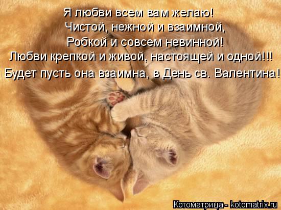 Котоматрица: Чистой, нежной и взаимной,  Я любви всем вам желаю! Робкой и совсем невинной! Любви крепкой и живой, настоящей и одной!!! Будет пусть она взаим