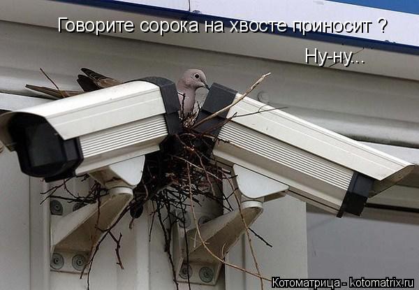 Котоматрица: Говорите сорока на хвосте приносит ?  Ну-ну...