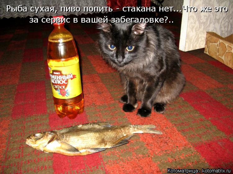 за сервис в вашей забегаловке?.. Рыба сухая, пиво попить - стакана нет...Что же это... Котоматрица: за сервис в вашей забегаловке?.. Рыба сухая, пиво попить - стакана нет...Что же это