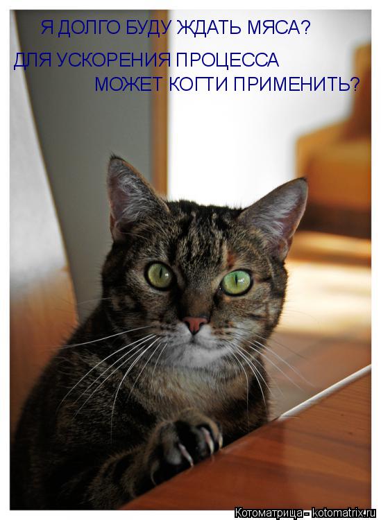 Котоматрица: Я ДОЛГО БУДУ ЖДАТЬ МЯСА? ДЛЯ УСКОРЕНИЯ ПРОЦЕССА  МОЖЕТ КОГТИ ПРИМЕНИТЬ?