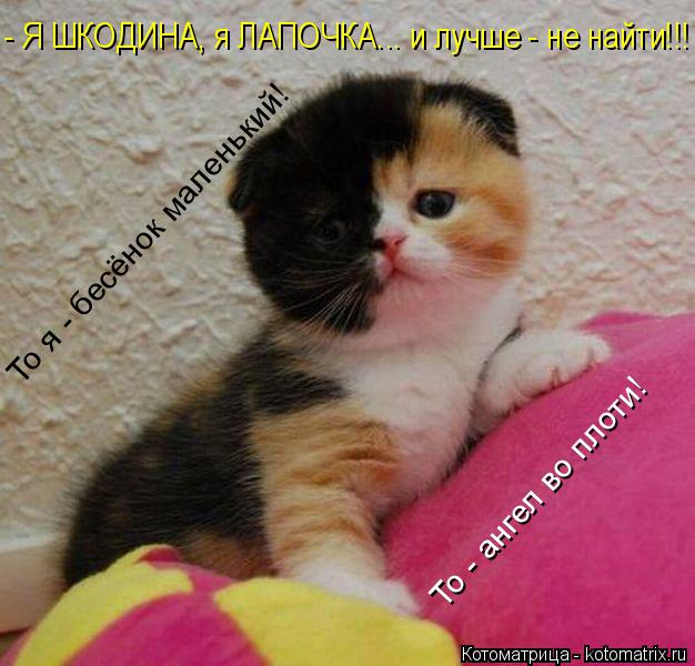 То я - бесёнок маленький! То - ангел во плоти! - Я ШКОДИНА, я ЛАПОЧКА... и лучше - не найти!!!... Котоматрица: То я - бесёнок маленький! То - ангел во плоти! - Я ШКОДИНА, я ЛАПОЧКА... и лучше - не найти!!!