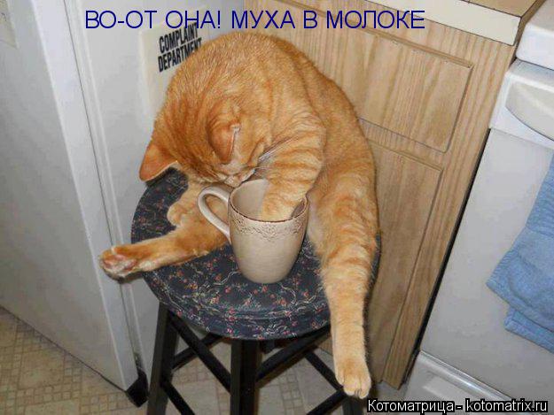 Котоматрица: ВО-ОТ ОНА! МУХА В МОЛОКЕ