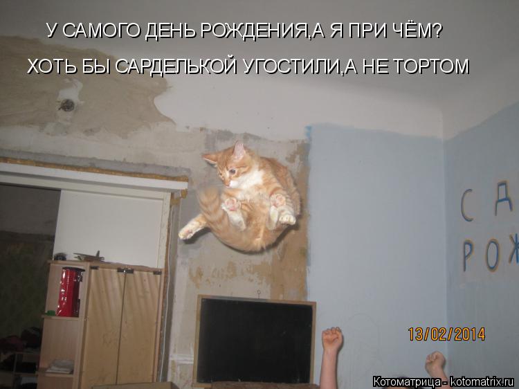 Котоматрица: У САМОГО ДЕНЬ РОЖДЕНИЯ,А Я ПРИ ЧЁМ? ХОТЬ БЫ САРДЕЛЬКОЙ УГОСТИЛИ,А НЕ ТОРТОМ