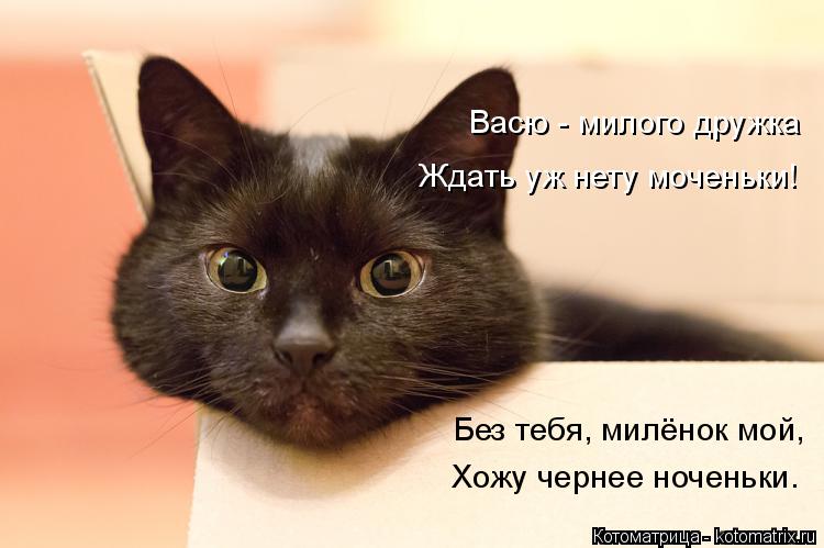 Котоматрица: Без тебя, милёнок мой, Хожу чернее ноченьки. Васю - милого дружка Ждать уж нету моченьки!