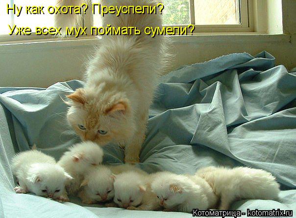 Котоматрица: Ну как охота? Преуспели? Уже всех мух поймать сумели?