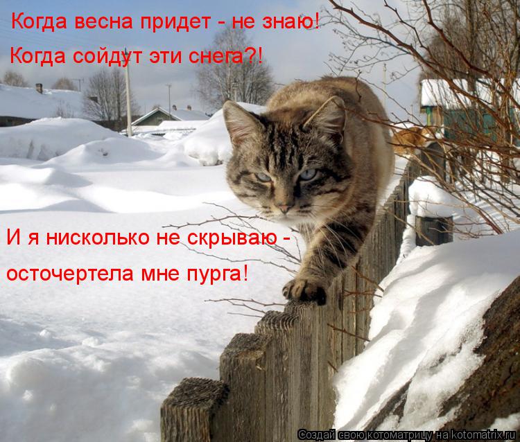 Котоматрица: Когда весна придет - не знаю! Когда сойдут эти снега?! И я нисколько не скрываю - осточертела мне пурга!