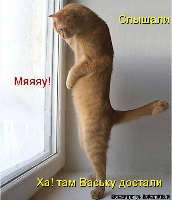 Котоматрица: Ха! там Ваську достали Мяяяу! Слышали