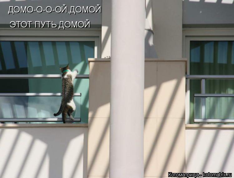 Котоматрица: ДОМО-О-О-ОЙ,ДОМОЙ ЭТОТ ПУТЬ ДОМОЙ