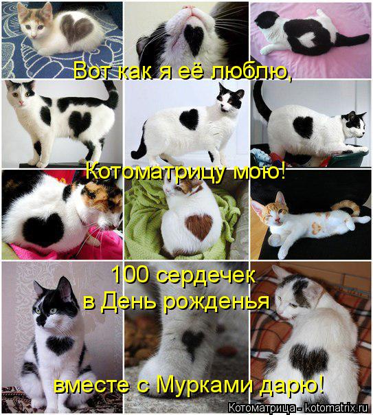 Котоматрица: Вот как я её люблю,  Котоматрицу мою! 100 сердечек в День рожденья вместе с Мурками дарю!