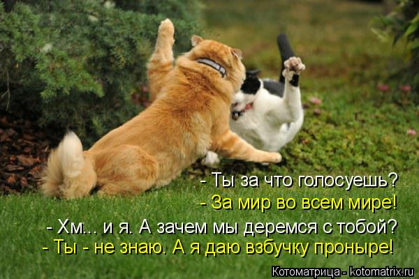Котоматрица: - Ты за что голосуешь? - За мир во всем мире! - Хм... и я. А зачем мы деремся с тобой? - Ты - не знаю. А я даю взбучку проныре!