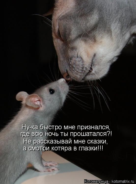 Котоматрица: Не рассказывай мне сказки, Ну-ка быстро мне признался, а смотри котяра в глазки!!! где всю ночь ты прошатался?!
