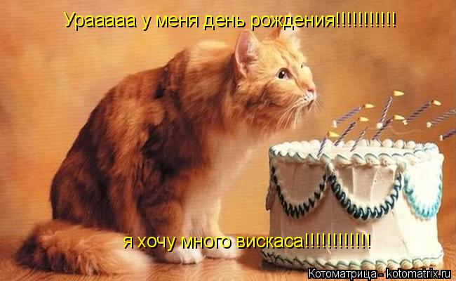 Котоматрица: Урааааа у меня день рождения!!!!!!!!!!! я хочу много вискаса!!!!!!!!!!!!