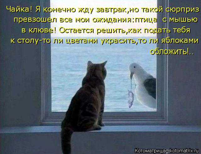Котоматрица: Чайка! Я конечно жду завтрак,но такой сюрприз  превзошел все мои ожидания:птица  с мышью  в клюве! Остается решить,как подать тебя   к столу-то
