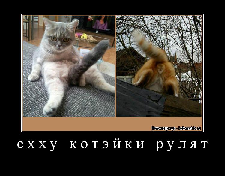 ехху котэйки рулят ... Котоматрица: ехху котэйки рулят