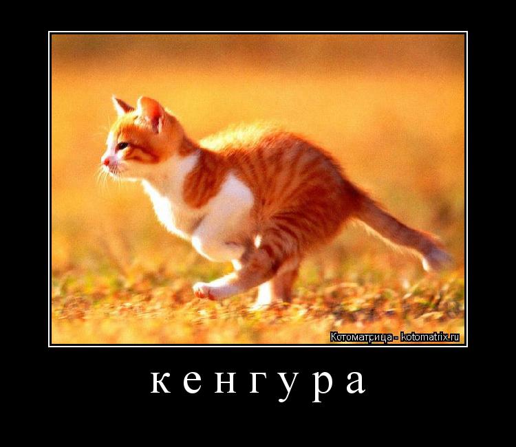кенгура ... Котоматрица: кенгура