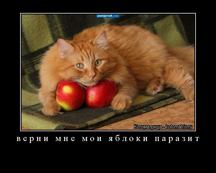 верни мне мои яблоки паразит ... Котоматрица: верни мне мои яблоки паразит