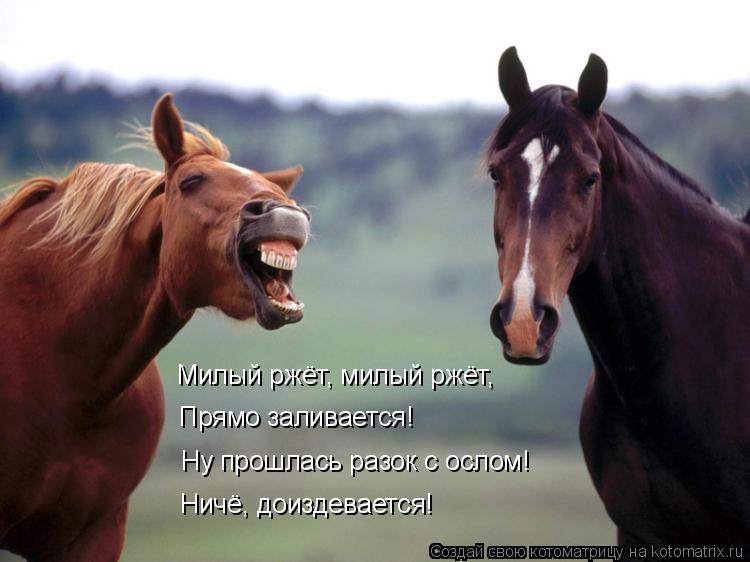Котоматрица: Милый ржёт, милый ржёт, Прямо заливается! Ну прошлась разок с ослом! Ничё, доиздевается!