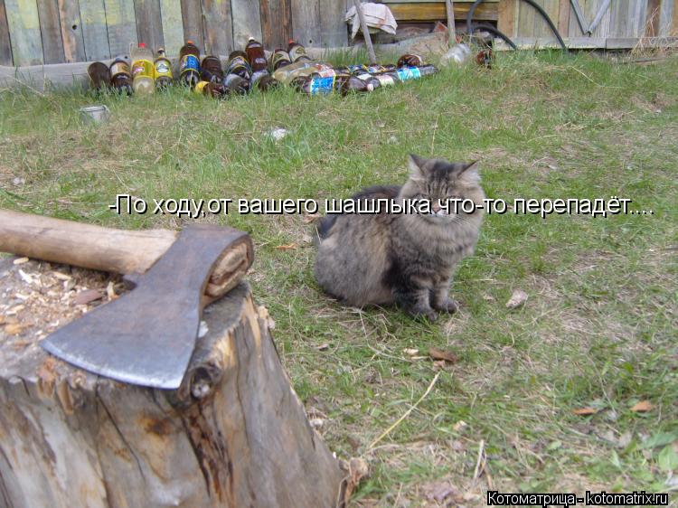 -По ходу,от вашего шашлыка что-то перепадёт....... Котоматрица: -По ходу,от вашего шашлыка что-то перепадёт....