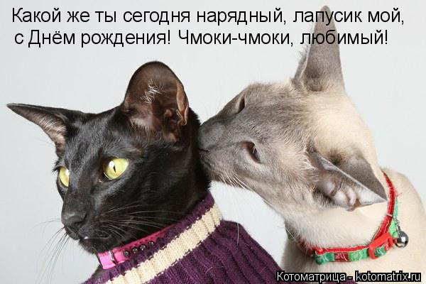 Какой же ты сегодня нарядный, лапусик мой, с Днём рождения! Чмоки-чмоки, любимый!... Котоматрица: Какой же ты сегодня нарядный, лапусик мой, с Днём рождения! Чмоки-чмоки, любимый!