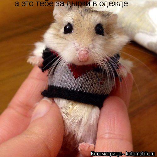 Котоматрица: а это тебе за дырки в одежде