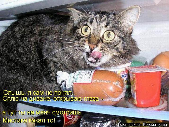Котоматрица: Слышь, я сам не понял... Сплю на диване, открываю глаза -  а тут ты на меня смотришь. Мистика какая-то!