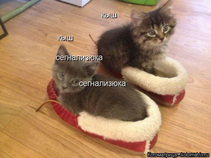 сегнализюка сегнализюка кыш кыш... Котоматрица: сегнализюка сегнализюка кыш кыш