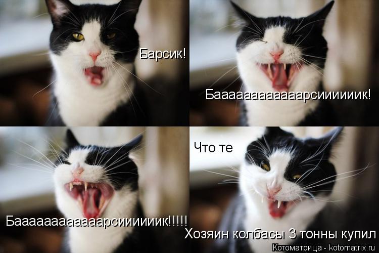 Барсик! Баааааааааааарсиииииик! Баааааааааааарсиииииик!!!!! Хозяин колбасы 3 тонны купил Что те... Котоматрица: Барсик! Баааааааааааарсиииииик! Баааааааааааарсиииииик!!!!! Хозяин колбасы 3 тонны купил Что те
