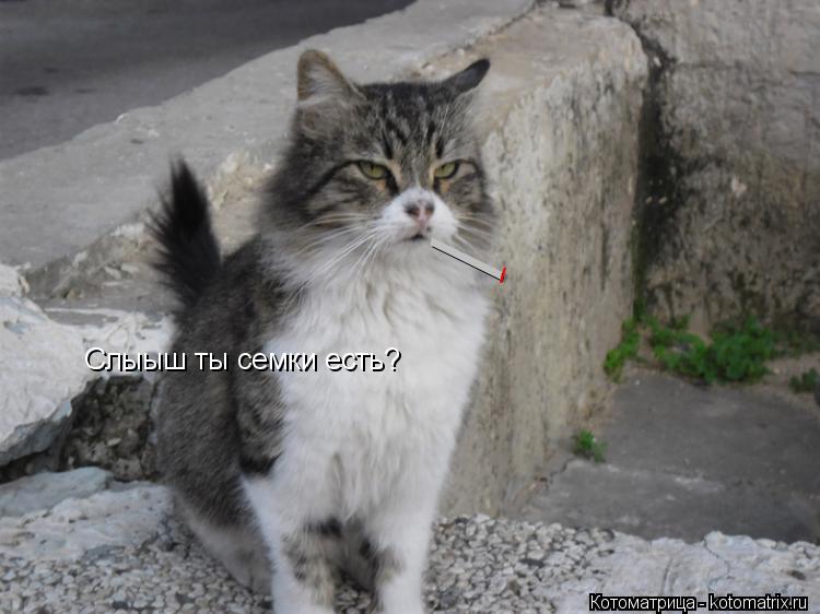 Котоматрица: / / Слыыш ты семки есть?