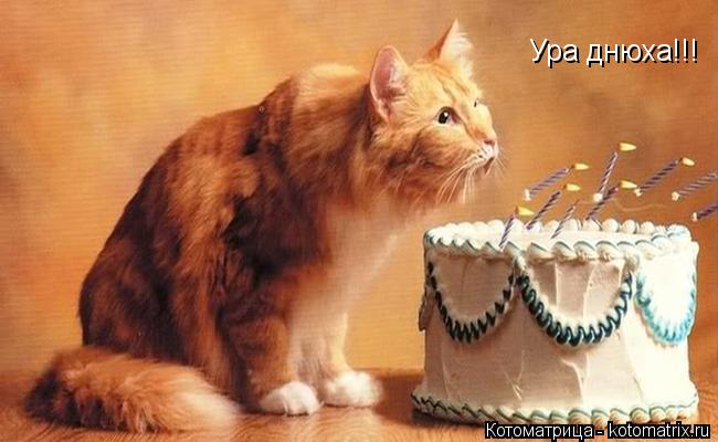 Котоматрица: Ура днюха!!!