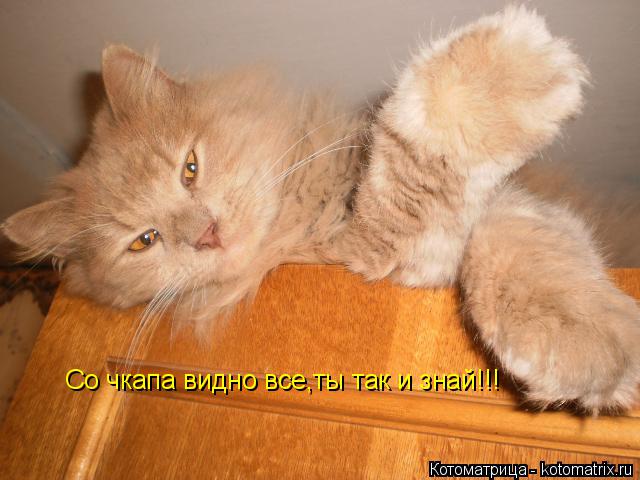 Котоматрица: Со чкапа видно все,ты так и знай!!!