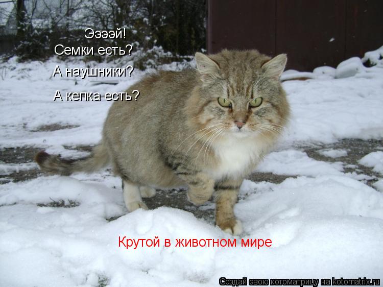 Котоматрица: Ээээй! Семки есть? А наушники? А кепка есть? Крутой в животном мире