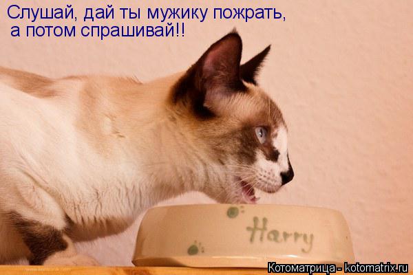 Слушай, дай ты мужику пожрать, а потом спрашивай!!... Котоматрица: Слушай, дай ты мужику пожрать, а потом спрашивай!!