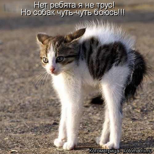 Нет ребята я не трус! Но собак чуть-чуть боюсь!!!... Котоматрица: Нет ребята я не трус! Но собак чуть-чуть боюсь!!!
