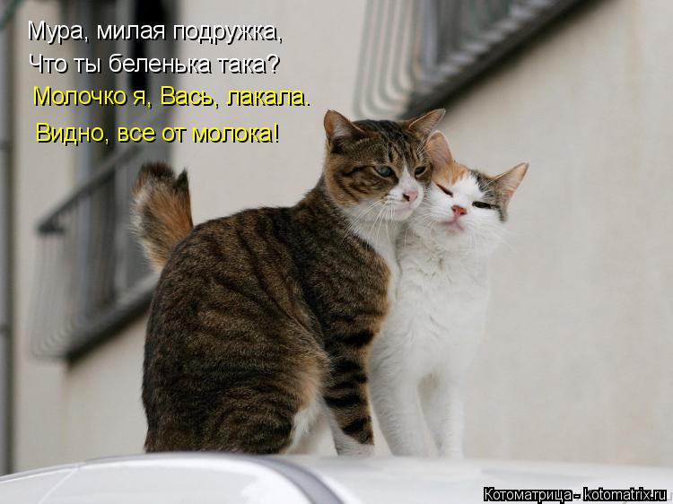 Котоматрица: Мура, милая подружка, Что ты беленька така? Молочко я, Вась, лакала. Видно, все от молока!