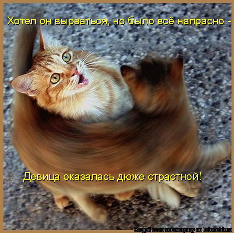 Котоматрица: Хотел он вырваться, но было всё напрасно - Девица оказалась дюже страстной!
