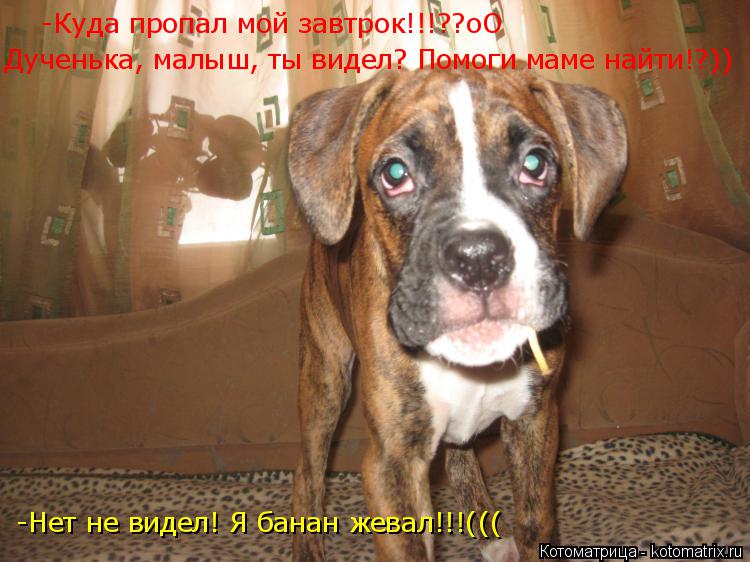 Котоматрица: -Куда пропал мой завтрок!!!??оО  Дученька, малыш, ты видел? Помоги маме найти!?))  -Нет не видел! Я банан жевал!!!(((