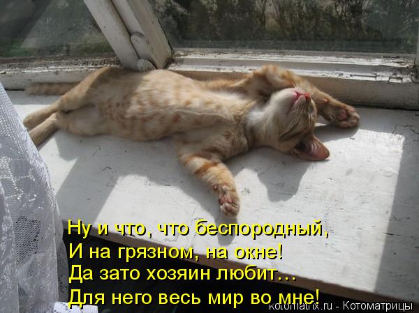 Ну и что, что беспородный, И на грязном, на окне! Да зато хозяин любит… Для него весь мир во мне!... Котоматрица: Ну и что, что беспородный, И на грязном, на окне! Да зато хозяин любит… Для него весь мир во мне!