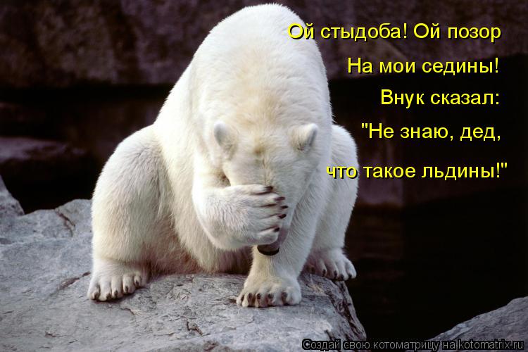 Котоматрица: Ой стыдоба! Ой позор На мои седины! Внук сказал: "Не знаю, дед, что такое льдины!"