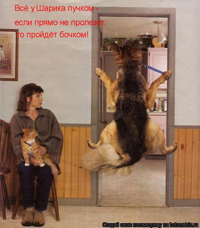 Всё у Шарика пучком - если прямо не пролезет, то пройдёт бочком!... Котоматрица: Всё у Шарика пучком - если прямо не пролезет, то пройдёт бочком!