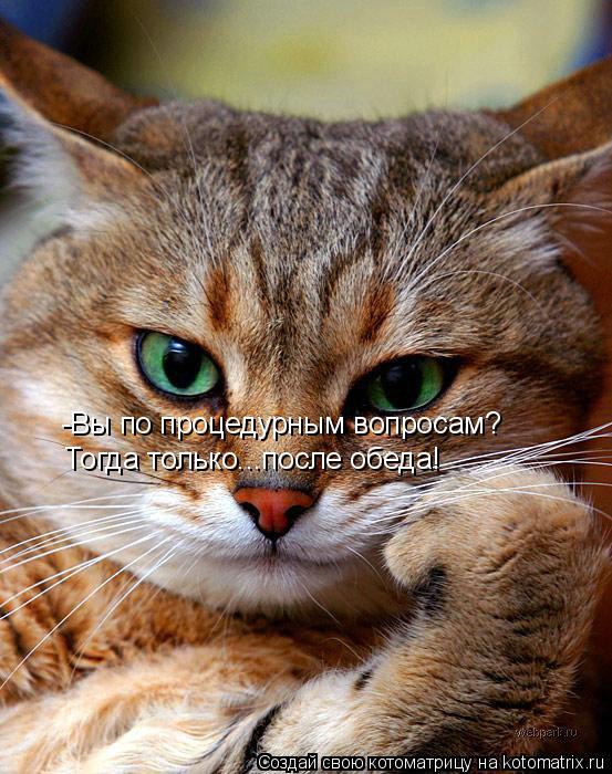 -Вы по процедурным вопросам? Тогда только...после обеда!... Котоматрица: -Вы по процедурным вопросам? Тогда только...после обеда!