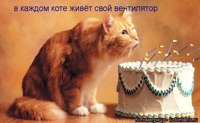 Котоматрица: в каждом коте живёт свой вентилятор