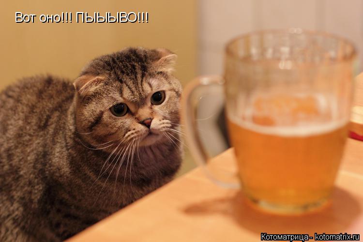 Котоматрица: Вот оно!!! ПЫЫЫВО!!!