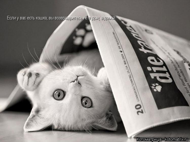 Котоматрица: Если у вас есть кошка, вы возвращаетесь не в дом, а домой.
